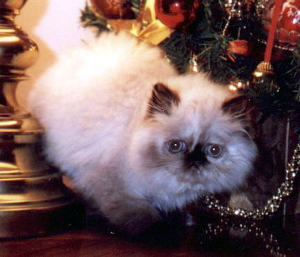 Tortie Persian Kitten