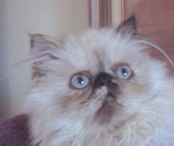 Tortie Point Himalayan