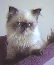 Tortie Point Himalayan