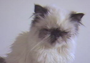 Tortie Point Himalayan
