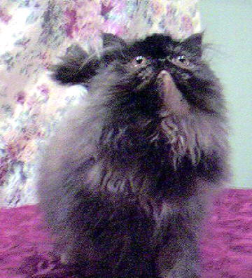 Beautiful Tortoiseshell Persian