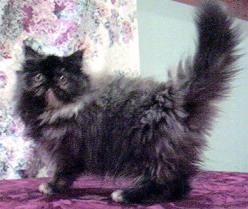 Beautiful Tortoiseshell Persian