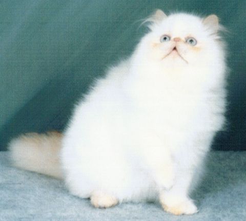 beautiful Flame Point Himalayan Persian Male