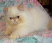 Sweet Flame Point himalayan girl