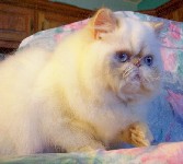 Sweet Flame Point himalayan girl