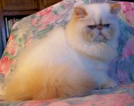 Sweet Flame Point himalayan girl