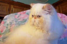 Sweet Flame Point himalayan girl