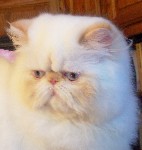 Sweet Flame Point himalayan girl