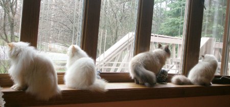 Katsation's Girls Bird Watching, Spring is in the Air!