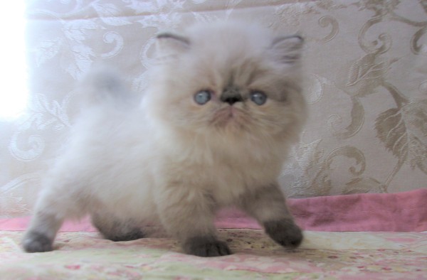 seal lynx point himalayan cat