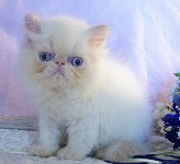 Beautiful Female Himalayan Flame Point Kitten