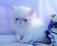 Beautiful Female Himalayan Flame Point Kitten