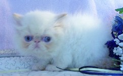 Beautiful Female Himalayan Flame Point Kitten