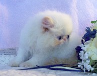 Beautiful Female Himalayan Flame Point Kitten