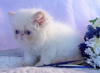 Beautiful Female Himalayan Flame Point Kitten