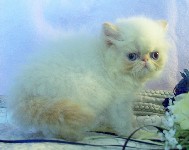 Beautiful Female Himalayan Flame Point Kitten