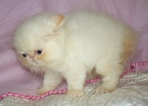 Beautiful Female Himalayan Flame Point Kitten