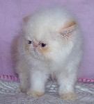 Beautiful Female Himalayan Flame Point Kitten