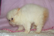 Beautiful Female Himalayan Flame Point Kitten