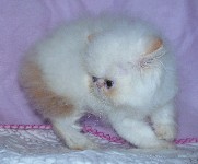 Beautiful Female Himalayan Flame Point Kitten