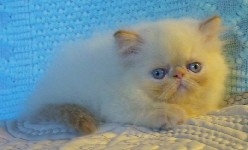 Beautiful Female Himalayan Flame Point Kitten