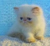 Beautiful Female Himalayan Flame Point Kitten