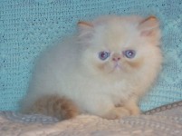 Beautiful Female Himalayan Flame Point Kitten