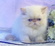 Beautiful Female Himalayan Flame Point Kitten