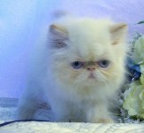 Beautiful Female Himalayan Flame Point Kitten