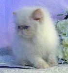 Beautiful Female Himalayan Flame Point Kitten