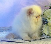 Beautiful Female Himalayan Flame Point Kitten