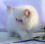 Beautiful Female Himalayan Flame Point Kitten