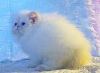 Beautiful Female Himalayan Flame Point Kitten