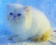 Beautiful Female Himalayan Flame Point Kitten