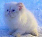 Beautiful Female Himalayan Flame Point Kitten