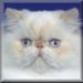 GR. CH. Mistekatz Sunshine Superman, Cream Point Persian Himalayan Boy