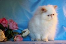 Beautiful Gorgeous Flame Point Himalayan Female Kitten for Sale