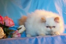 Beautiful Gorgeous Flame Point Himalayan Female Kitten for Sale