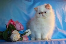 Beautiful Gorgeous Flame Point Himalayan Female Kitten for Sale