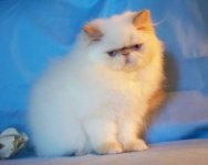 Beautiful Gorgeous Flame Point Himalayan Female Kitten for Sale