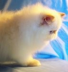 Beautiful Gorgeous Flame Point Himalayan Female Kitten for Sale