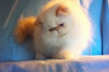 Beautiful Gorgeous Flame Point Himalayan Female Kitten for Sale