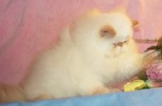 Beautiful Gorgeous Flame Point Himalayan Female Kitten for Sale