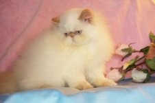 Beautiful Gorgeous Flame Point Himalayan Female Kitten for Sale