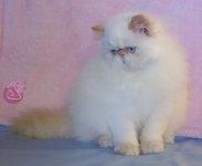 Beautiful Gorgeous Flame Point Himalayan Female Kitten for Sale