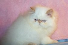 Beautiful Gorgeous Flame Point Himalayan Female Kitten for Sale