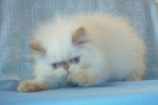 Beautiful Gorgeous Flame Point Himalayan Female Kitten for Sale