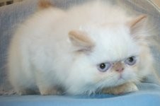 Beautiful Gorgeous Flame Point Himalayan Female Kitten for Sale