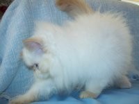 Beautiful Gorgeous Flame Point Himalayan Female Kitten for Sale