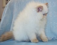 Beautiful Gorgeous Flame Point Himalayan Female Kitten for Sale